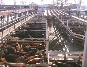 Valor Agregado en la comercialización de la carne - Image 1