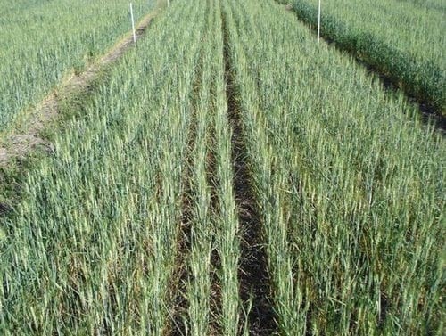Inoculación con promotores de crecimiento. Evaluación de Pseudomonas fluorescens y nuevos desarrollos para el cultivo de trigo - Image 8