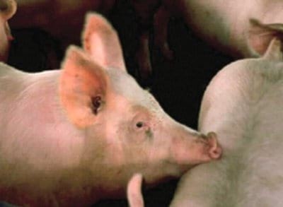 Micotoxinas y sus implicancias en las unidades de desarrollo de lechonas de reemplazo - Image 6