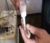 Aumento en la producción de ganado bovino de carne con la utilización de prótesis dentales bovinas - Image 7