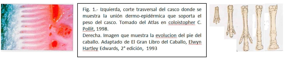 Cascos grandes: ¿Paradigma insalvable? - Image 1