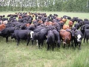 Valor Agregado en la comercialización de la carne - Image 2