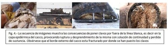 Aumento en la producción de ganado bovino de carne con la utilización de prótesis dentales bovinas - Image 5