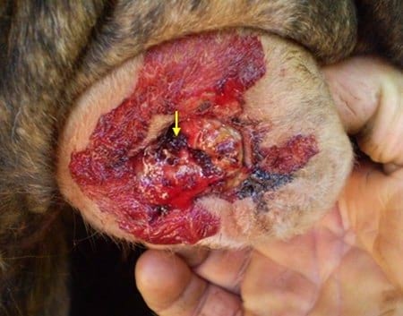 Evaluación de formulaciones de doramectina inyectable en el control de miasis natural por cochliomya hominivorax en bovinos sometidos a castración. - Image 17