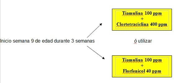 Estrategias antibioticas para el control de Enfermedades bacterianas respiratorias y entericas mas comunes en granjas porcinas - Image 6