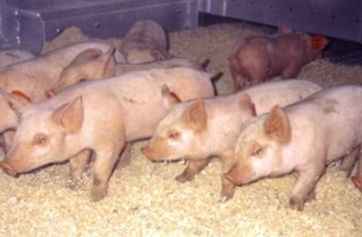 Micotoxinas y sus implicancias en las unidades de desarrollo de lechonas de reemplazo - Image 5