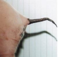 Micotoxinas y sus implicancias en las unidades de desarrollo de lechonas de reemplazo - Image 4