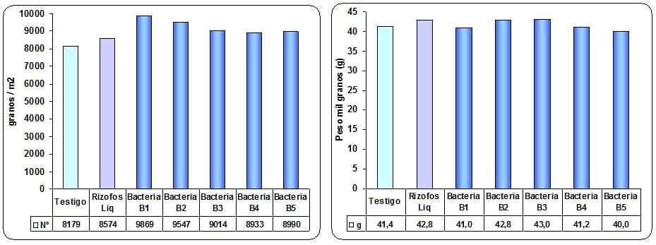 Respuesta a la inoculación con diferentes cepas comerciales y precomerciales de rizobacterias promotoras del CRECIMIENTO (PGPR) - Image 4