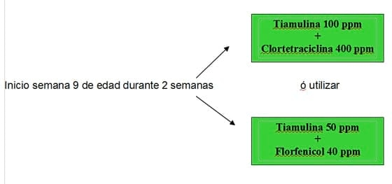 Estrategias antibioticas para el control de Enfermedades bacterianas respiratorias y entericas mas comunes en granjas porcinas - Image 3