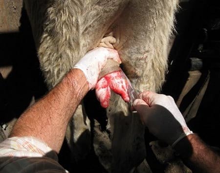 Evaluación de formulaciones de doramectina inyectable en el control de miasis natural por cochliomya hominivorax en bovinos sometidos a castración. - Image 12