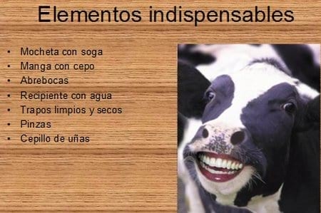 Aumento en la producción de ganado bovino de carne con la utilización de prótesis dentales bovinas - Image 1