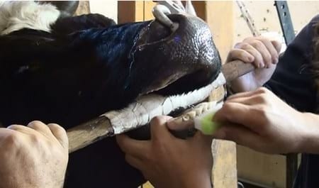 Aumento en la producción de ganado bovino de carne con la utilización de prótesis dentales bovinas - Image 4