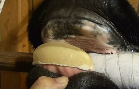 Aumento en la producción de ganado bovino de carne con la utilización de prótesis dentales bovinas - Image 6