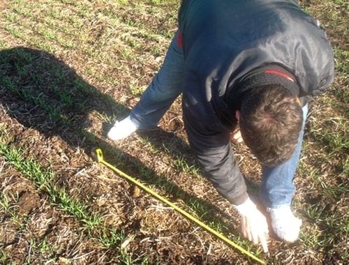Evaluación de la interacción entre inoculantes y curasemillas en el cultivo de trigo - Image 2