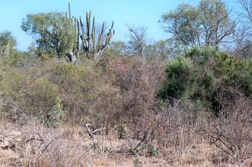 Mejoramiento productivo mediante la implantacion de Grama Rhodes en un campo salino de Santiago del Estero - Image 1