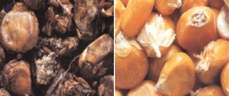 Alimentación ovicaprina: El Heno - Image 5