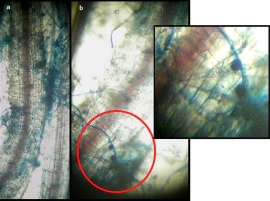 Evaluación de la interacción entre inoculantes y curasemillas en el cultivo de trigo - Image 8