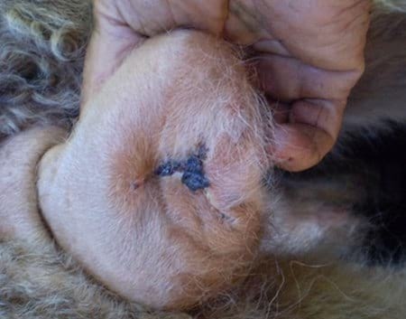 Evaluación de formulaciones de doramectina inyectable en el control de miasis natural por cochliomya hominivorax en bovinos sometidos a castración. - Image 19