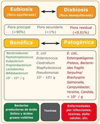Microflora gastrointestinal y su influencia en el hospedante - Image 1