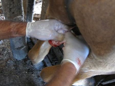 Evaluación de formulaciones de doramectina inyectable en el control de miasis natural por cochliomya hominivorax en bovinos sometidos a castración. - Image 11
