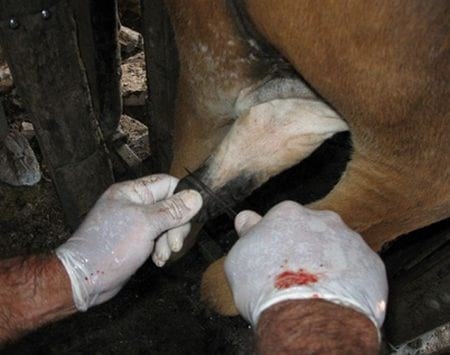 Evaluación de formulaciones de doramectina inyectable en el control de miasis natural por cochliomya hominivorax en bovinos sometidos a castración. - Image 10