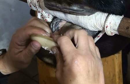 Aumento en la producción de ganado bovino de carne con la utilización de prótesis dentales bovinas - Image 9