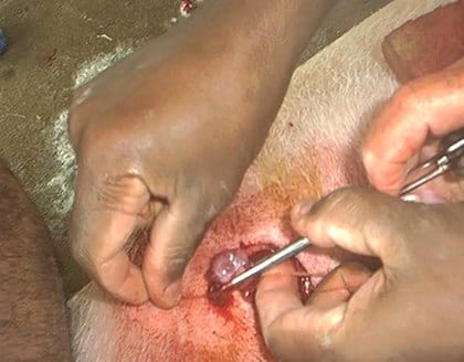 Comportamiento de cerdas ovariectomizadas en una granja porcina de Villa Clara, Cuba - Image 6
