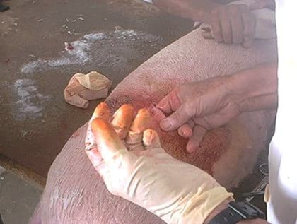 Comportamiento de cerdas ovariectomizadas en una granja porcina de Villa Clara, Cuba - Image 4