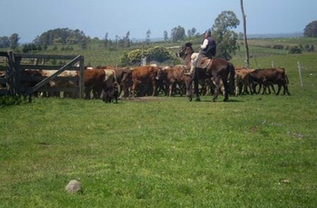 Evaluación de formulaciones de doramectina inyectable en el control de miasis natural por cochliomya hominivorax en bovinos sometidos a castración. - Image 3