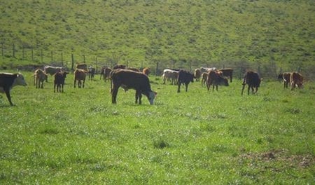 Evaluación de formulaciones de doramectina inyectable en el control de miasis natural por cochliomya hominivorax en bovinos sometidos a castración. - Image 2