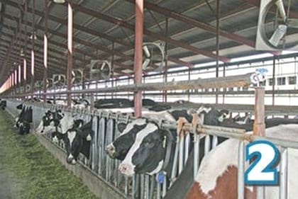 Estrés Calórico en vacas - Image 2