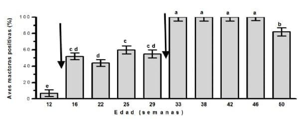 Evidencia serológica en Cuba de la circulación de Ornitobacterium Rhinotracheale en gallinas ponedoras con síndrome respiratorio crónico - Image 4