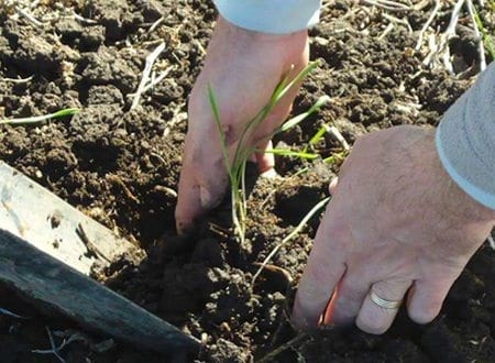 Evaluación de la interacción entre inoculantes y curasemillas en el cultivo de trigo - Image 4