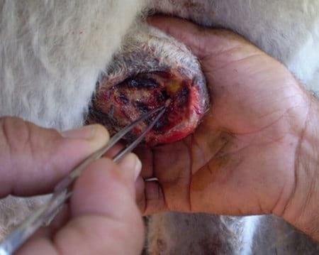 Evaluación de formulaciones de doramectina inyectable en el control de miasis natural por cochliomya hominivorax en bovinos sometidos a castración. - Image 18