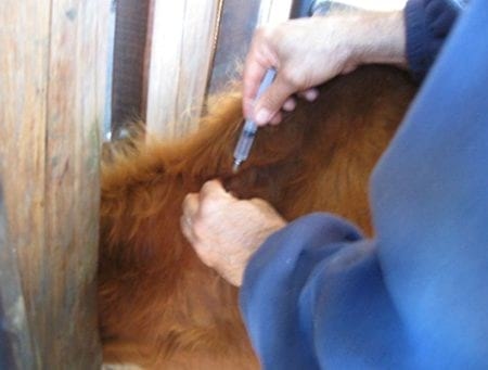 Evaluación de formulaciones de doramectina inyectable en el control de miasis natural por cochliomya hominivorax en bovinos sometidos a castración. - Image 9