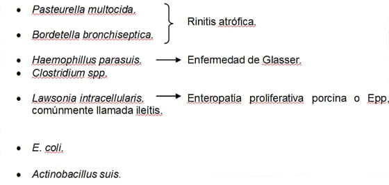 Estrategias antibioticas para el control de Enfermedades bacterianas respiratorias y entericas mas comunes en granjas porcinas - Image 1