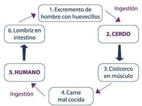 En defensa de la carne de cerdo - Image 8