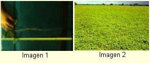 La alfalfa criolla: alternativa forrajera para los ganaderos de La Mesa de Guanipa - Image 1