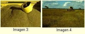 La alfalfa criolla: alternativa forrajera para los ganaderos de La Mesa de Guanipa - Image 2