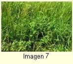 La alfalfa criolla: alternativa forrajera para los ganaderos de La Mesa de Guanipa - Image 4