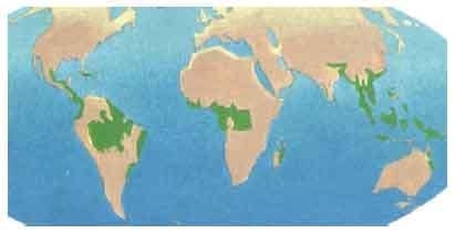 Nuevos resultados en el estudio de plantas de la amazonía peruana con actividad pigmentante de la piel del pollo de carne - Image 1