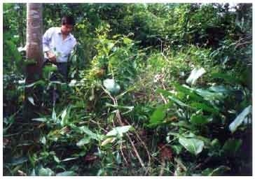 Nuevos resultados en el estudio de plantas de la amazonía peruana con actividad pigmentante de la piel del pollo de carne - Image 5