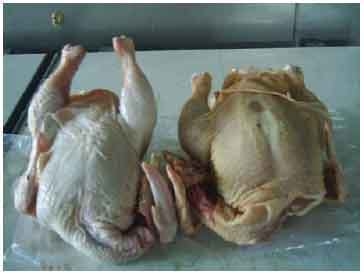 Nuevos resultados en el estudio de plantas de la amazonía peruana con actividad pigmentante de la piel del pollo de carne - Image 8