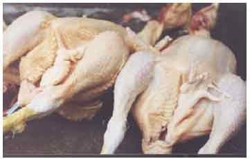 Nuevos resultados en el estudio de plantas de la amazonía peruana con actividad pigmentante de la piel del pollo de carne - Image 10