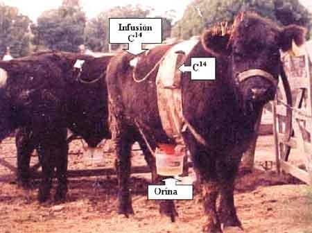 ¿Afecta el exceso de amonio ruminal el gasto energético de rumiantes? - Image 2