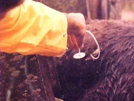 ¿Afecta el exceso de amonio ruminal el gasto energético de rumiantes? - Image 3