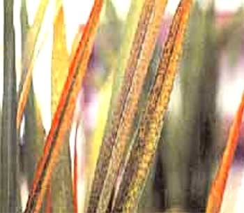Toxicidad de hierro en arroz - Image 1