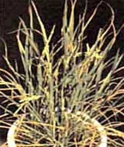 Toxicidad de hierro en arroz - Image 2