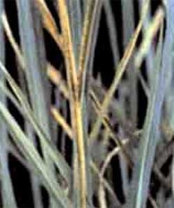 Toxicidad de hierro en arroz - Image 3
