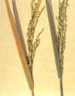Toxicidad de hierro en arroz - Image 4